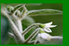 Capsicum trichomes